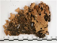 叉狀針芽兜衣藏品圖，第3張