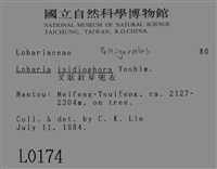 叉狀針芽兜衣藏品圖，第2張