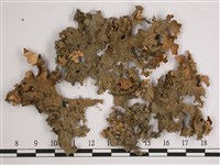 叉狀針芽兜衣藏品圖，第1張