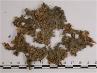 叉狀針芽兜衣藏品圖，第3張