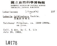 叉狀針芽兜衣藏品圖，第2張