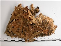 叉狀針芽兜衣藏品圖，第4張