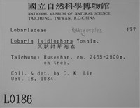叉狀針芽兜衣藏品圖，第2張