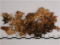 叉狀針芽兜衣藏品圖，第3張