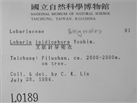 叉狀針芽兜衣藏品圖，第2張