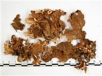 叉狀針芽兜衣藏品圖，第1張