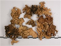 叉狀針芽兜衣藏品圖，第3張