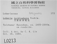 叉狀針芽兜衣藏品圖，第2張