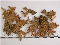 叉狀針芽兜衣藏品圖，第1張