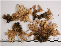 叉狀針芽兜衣藏品圖，第3張