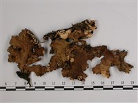 針芽兜衣藏品圖，第1張