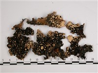 針芽兜衣藏品圖，第3張