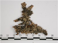 針芽兜衣藏品圖，第3張