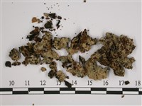 無酸兜衣藏品圖，第1張