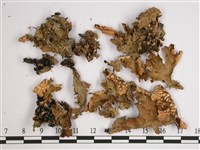 黑川氏兜衣藏品圖，第1張