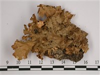 細片兜衣藏品圖，第1張