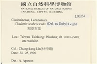 粗皮石蕊藏品圖，第2張