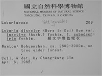 擬文字變色兜衣藏品圖，第2張