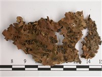 擬文字兜衣藏品圖，第1張