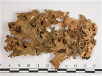 黃色細片兜衣藏品圖，第1張