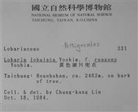 黃色細片兜衣藏品圖，第2張