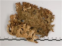 黃色細片兜衣藏品圖，第1張