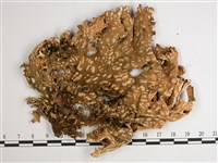 黃色細片兜衣藏品圖，第3張