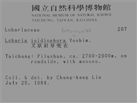 叉狀針芽兜衣藏品圖，第2張