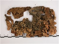 叉狀針芽兜衣藏品圖，第3張