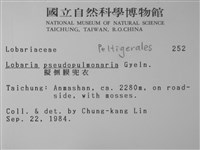 擬側膜兜衣藏品圖，第2張