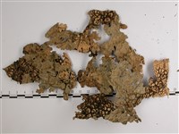 擬側膜兜衣藏品圖，第1張