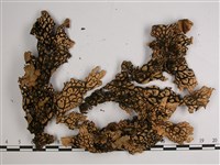 中國兜衣藏品圖，第3張