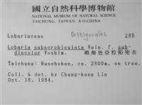 略無色亞粒陷兜衣藏品圖，第2張