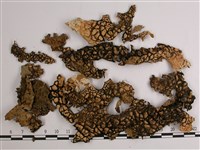 略無色亞粒陷兜衣藏品圖，第3張