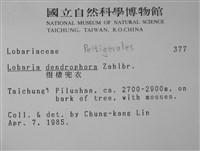 樹棲兜衣藏品圖，第2張