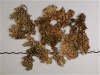 樹棲兜衣藏品圖，第3張