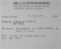 細片兜衣藏品圖，第2張
