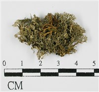 登錄號:L00000363藏品圖，第1張