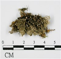 登錄號:L00000363藏品圖，第3張