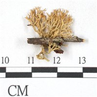 登錄號:L00000365藏品圖，第1張