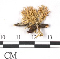 登錄號:L00000365藏品圖，第3張