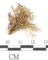 登錄號:L00000368藏品圖，第1張