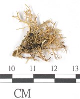 登錄號:L00000368藏品圖，第3張