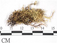 登錄號:L00000372藏品圖，第3張