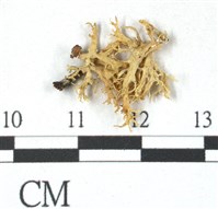 登錄號:L00000389藏品圖，第1張