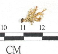 登錄號:L00000391藏品圖，第1張