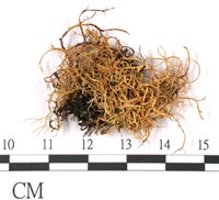 登錄號:L00000393藏品圖，第1張