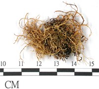 登錄號:L00000393藏品圖，第3張