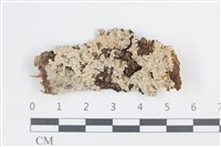 有色黑囊基衣藏品圖，第1張