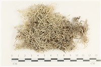 登錄號:L00000443藏品圖，第1張
